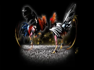 Nắm Trọn Cách Chơi Đá Gà Sabong Tại V7Bet Từ A Đến Z Cho Người Mới