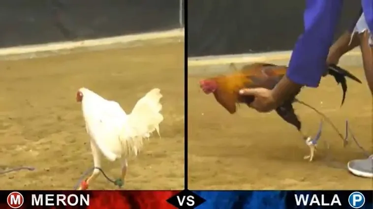 Nắm Trọn Cách Chơi Đá Gà Sabong Tại V7Bet Từ A Đến Z Cho Người Mới 2 Nắm Trọn Cách Chơi Đá Gà Sabong Tại V7Bet Từ A Đến Z Cho Người Mới